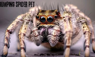 Jumping spider pet