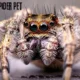 Jumping spider pet